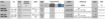 Immagine di NEWAMORE NMO50RW BIANCO