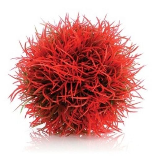 Immagine di biOrb pianta sferica rosso