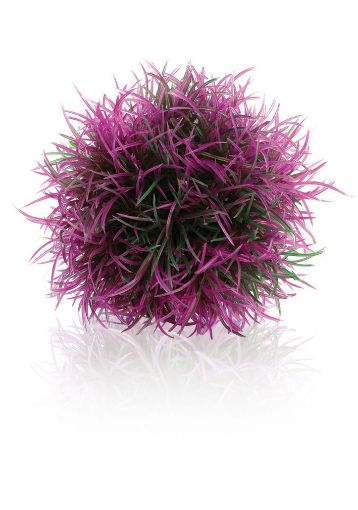 Immagine di biOrb pianta sferica porpora
