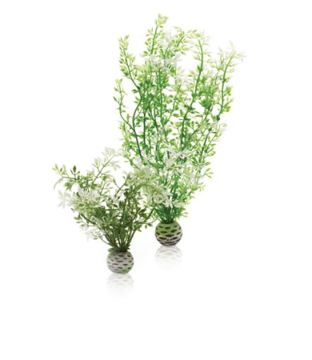 Immagine di biOrb kit 2 fiori invernali