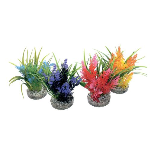 Immagine di PIANTA SYDECO PEARL M cm.13