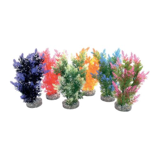 Immagine di PIANTA SYDECO FIESTA BUSH cm.22