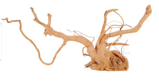 Immagine di RED WOOD +60CM
