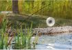Immagine di Pontec PondoScare Spinner