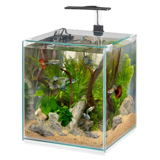 Immagine di TONGA 30 ACQUARIO